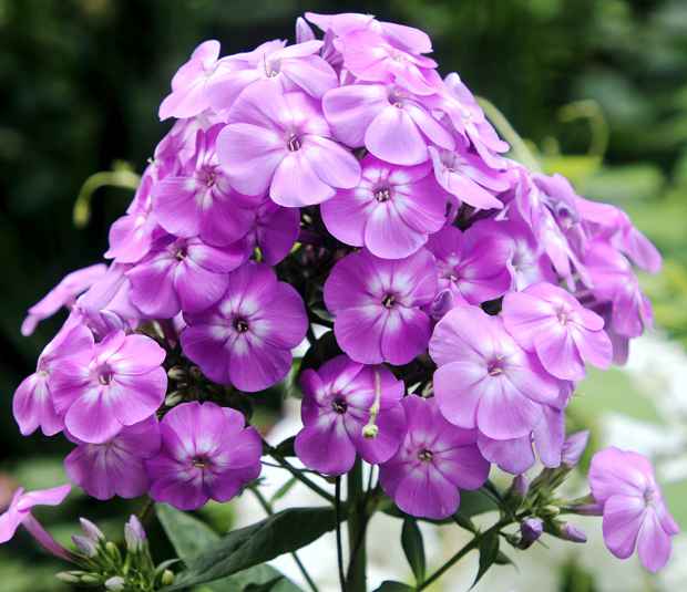 Phlox